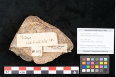 Foto (Objekt + Etikett) von Palissya podocarpoides Ettingshausen (NHMW-GEO-2024-0188-10307)